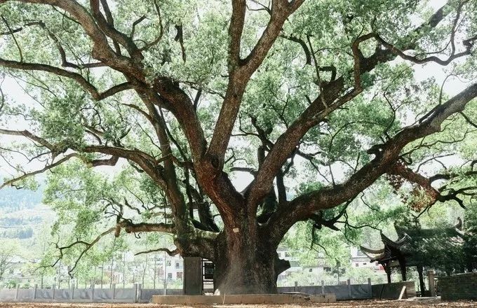 婺源旅游全攻略自由行,婺源旅游攻略一日游自由行