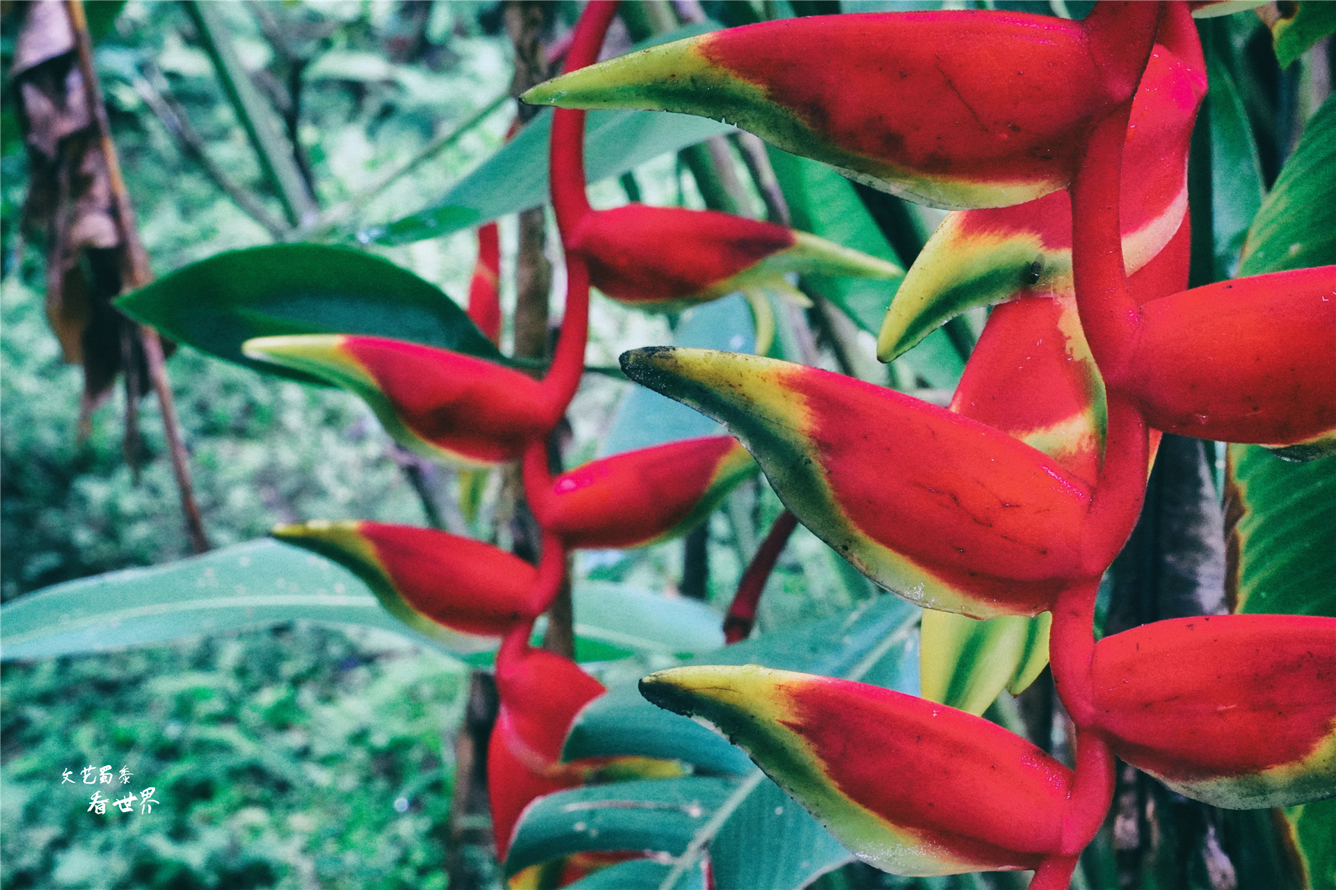 云南最适合过冬的小镇,云南冬天适合养老的城市