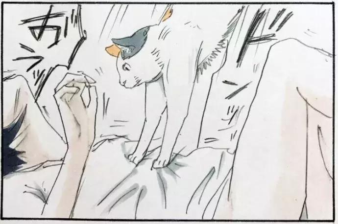 被猫踩了一脚出了一点点血,猫咪被人踩了一脚口吐白沫