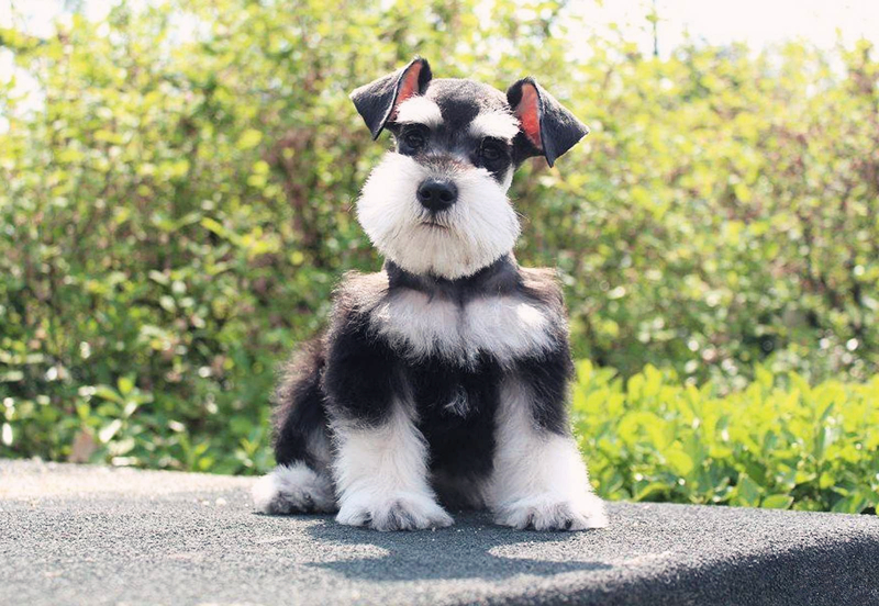 肉食狗价格多少钱一斤,狗品种大全图片及价格