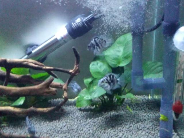 国狮金鱼白点病可以喂鱼食吗,鱼生白点病还可以吃鱼食吗