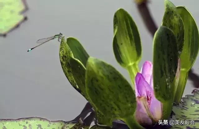 江南可采莲莲叶何田田全诗讲解,有关莲的古诗词大全