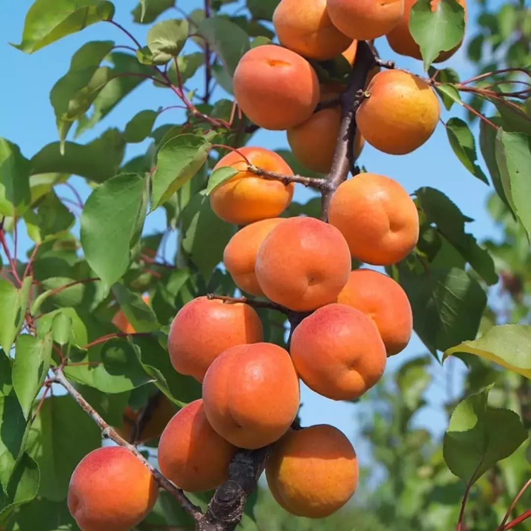 杏是一种什么水果,杏是热带水果么