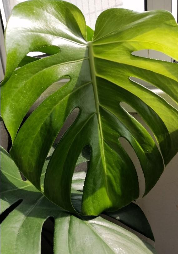 什么绿植吸收甲醛最好,大绿植吸甲醛比较好的都有什么