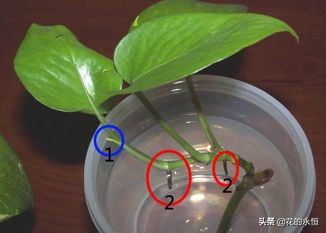 大绿萝土培改水培,水培改土培绿萝养殖方法