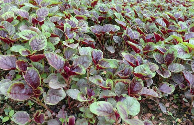 叶菜品类表,叶菜类一览表