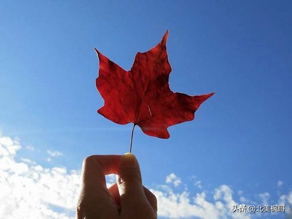 加拿大访客量暴增,加拿大临时访客量