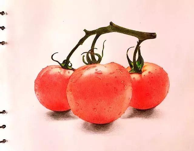 儿童彩铅画番茄,彩铅画写生番茄