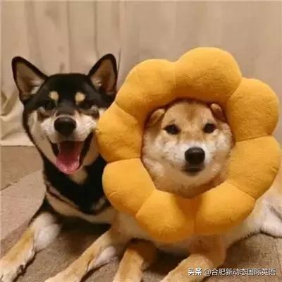 一句英文描述你的英语水平,用一句话证明你的英语水平的英语