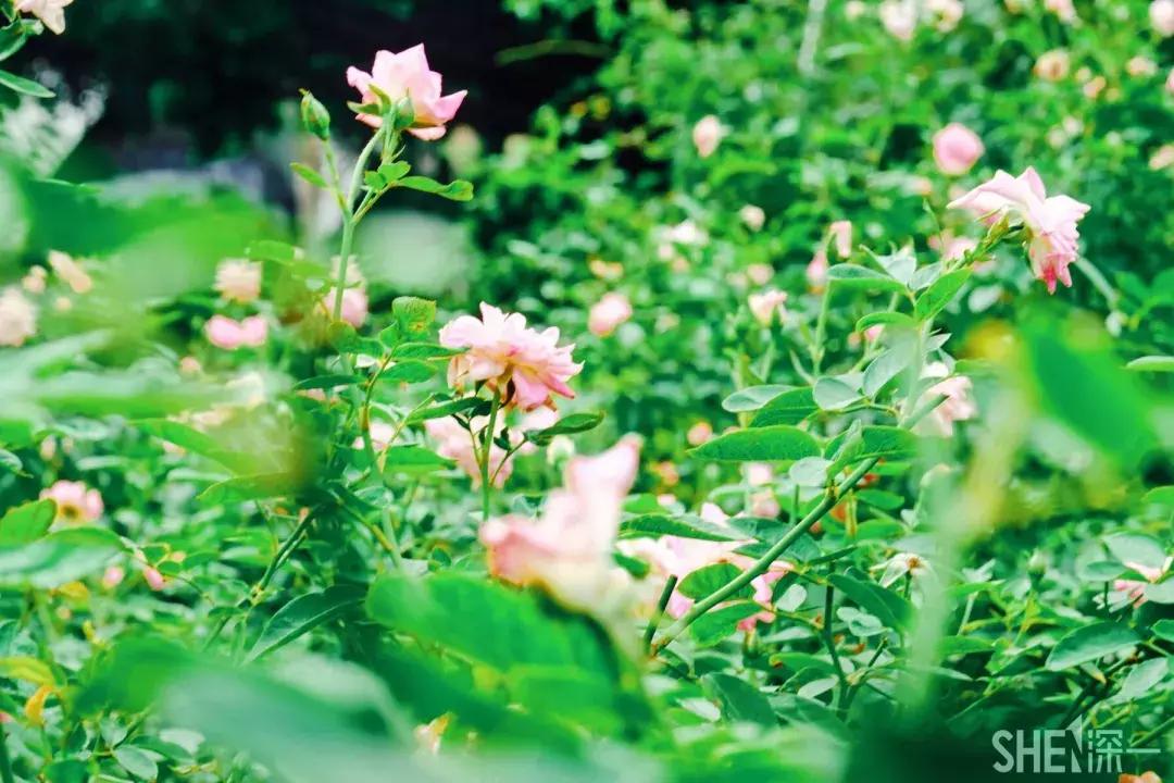 这里是东方世界,这里是东门英语怎么说