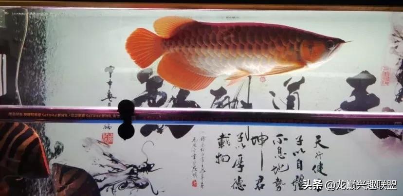 龙鱼兜嘴需不需要处理,龙鱼兜嘴怎么调理过来