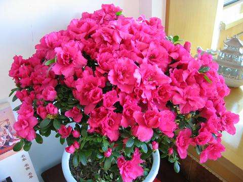 大米水浇花的正确方法,米水浇植物好吗