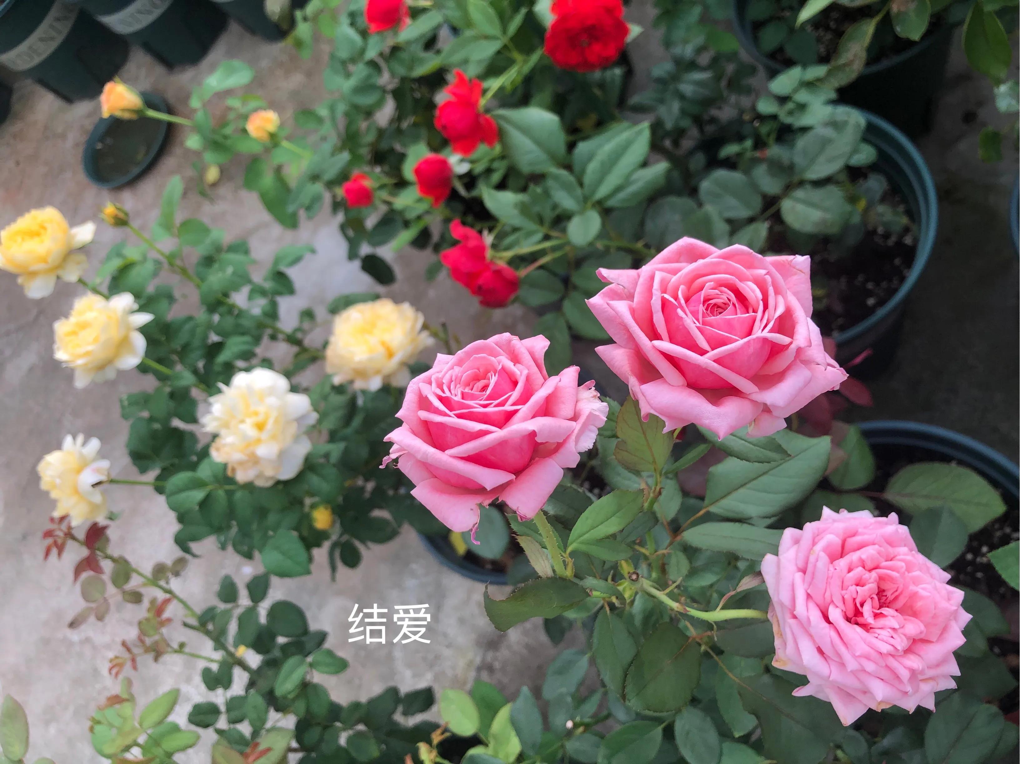 耐晒的藤本月季哪个品种好,哪些月季不适合广东