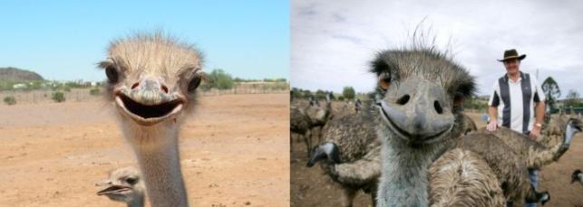 鸸鹋和鸵鸟什么区别,鸵鸟和鸸鹋在地球上生活多少年了
