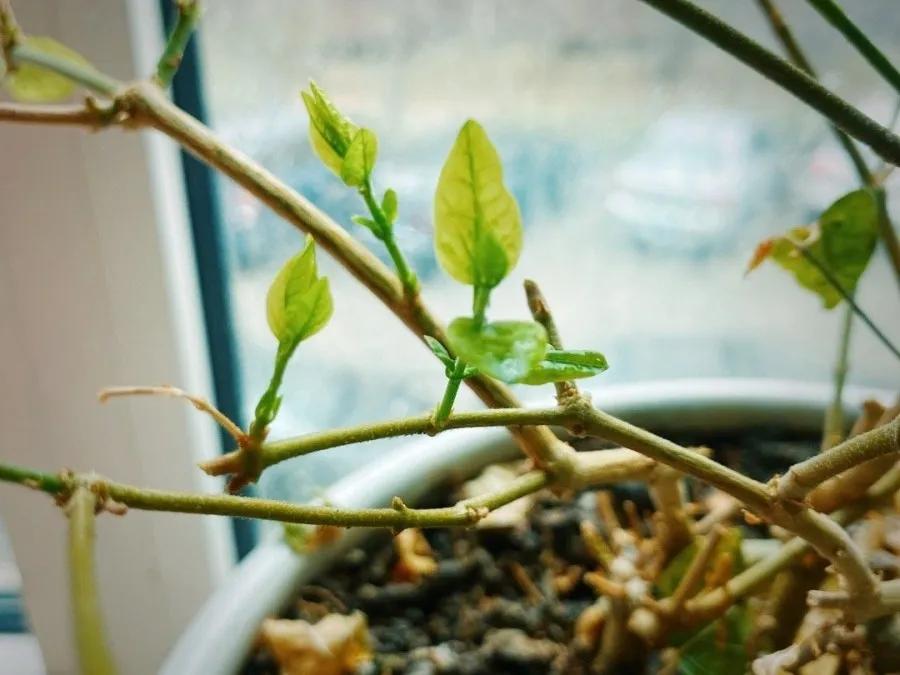 花买回来叶子蔫了怎么办,花掉花苞有什么好方法吗