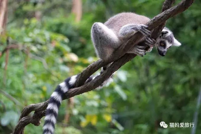 广州长隆野生动物园全程步行攻略,2天游玩广州长隆野生动物园攻略