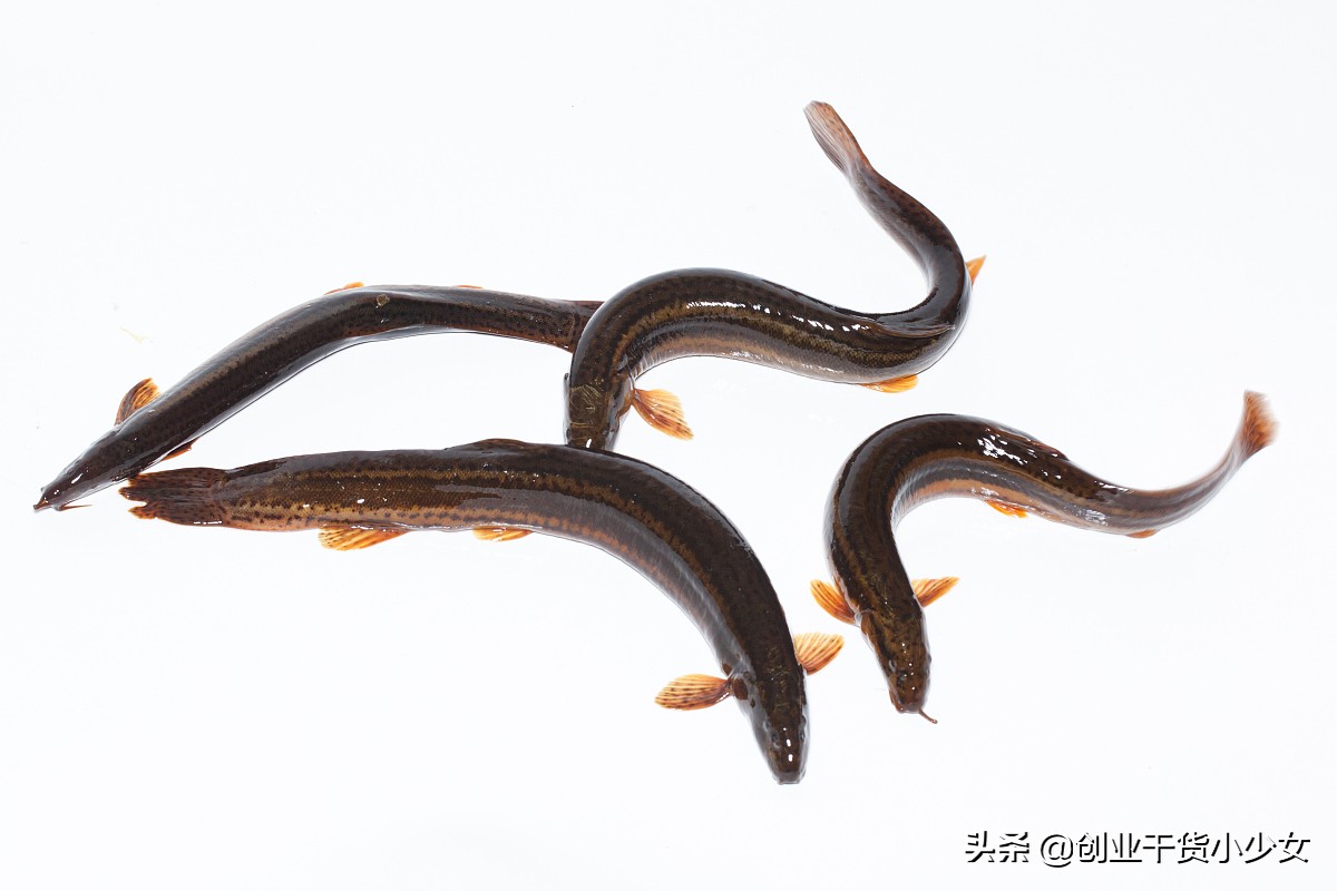 低成本养殖创业见效快,四川黄鳝泥鳅养殖基地