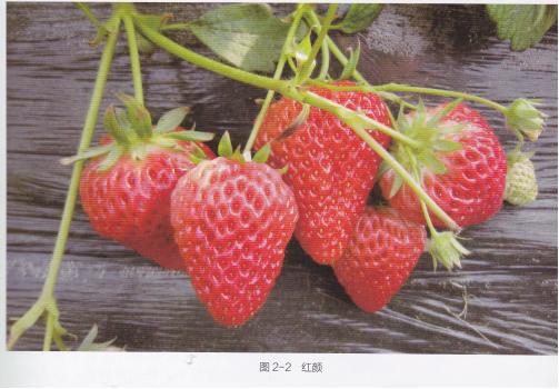 高产的高架草莓无土栽培技术,有机草莓的大棚种植与管理技术