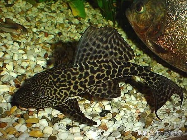 别被名不副实的鱼蒙骗，清道夫不但不吃鱼便，还很能拉