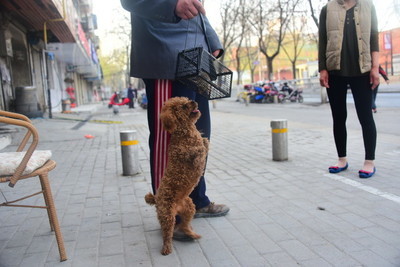 饲养泰迪误区分析图解大全,饲养泰迪误区分析怎么写