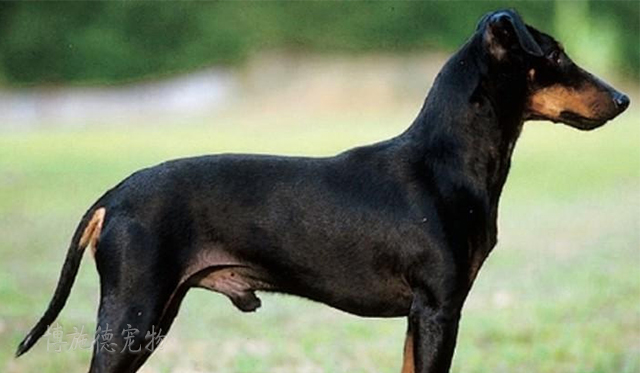 不爱叫的小型犬都有哪些,小型犬哪种比较聪明又不爱叫