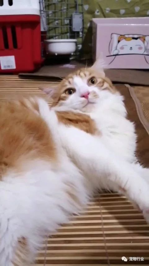 猫中枢神经受损恢复的10个征兆,猫神经受损怎么引起的呢怎么治疗