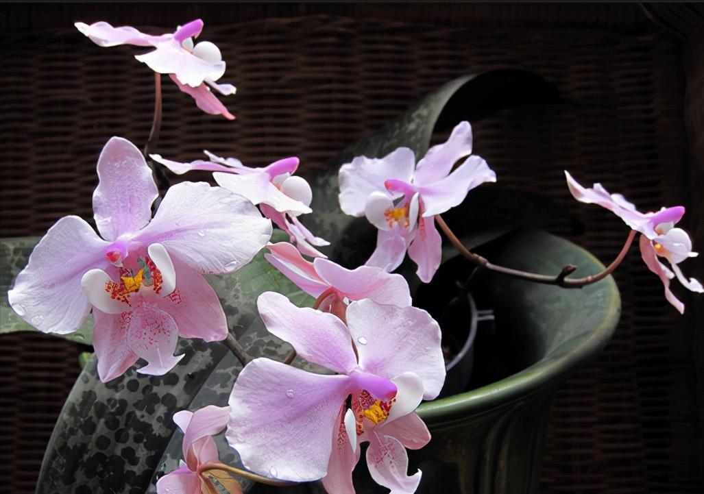 鍏拌姳绉嶇被鍥鹃壌,鐪嬭姦澶磋鲸鍏拌姳绉嶇被