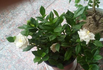 栀子花买回来怎么做,栀子花刚买回来水培怎么弄