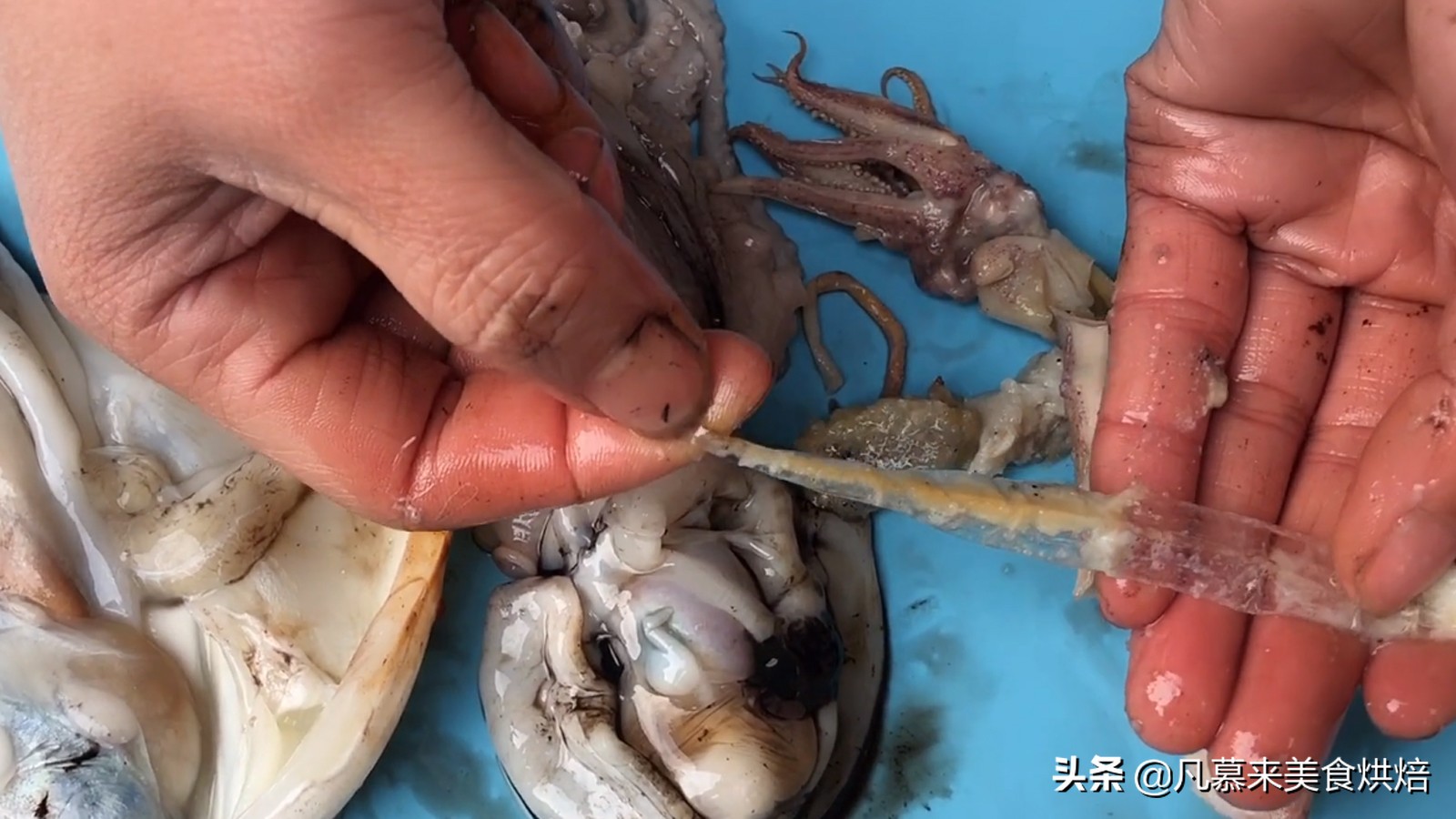 海兔八爪鱼墨鱼鱿鱼的区别,鱿鱼海兔八爪鱼三者之间区别