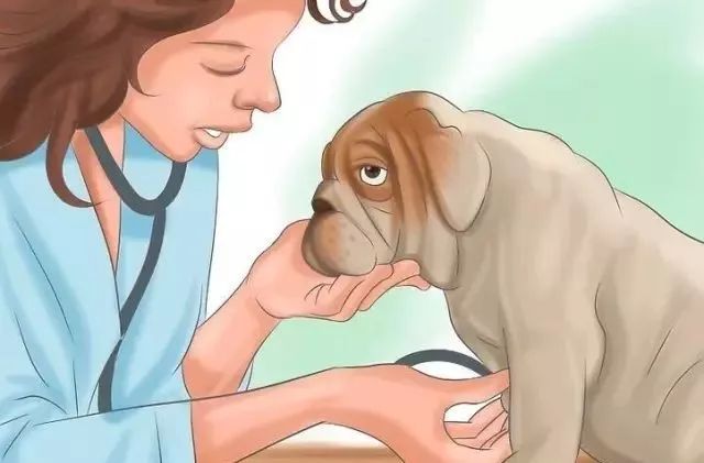 狗狗中暑后好几个小时站不起来,狗狗中暑症状和解救方法及其价格