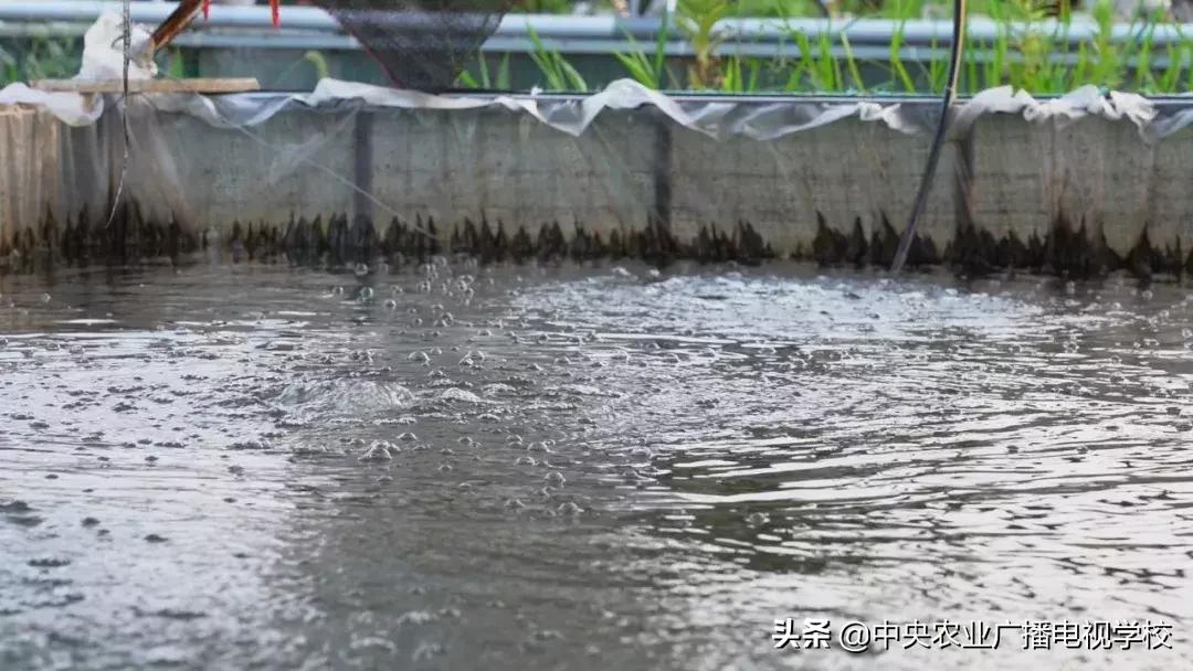 田间示范秀养黑水虻,田间示范秀稻田养鱼
