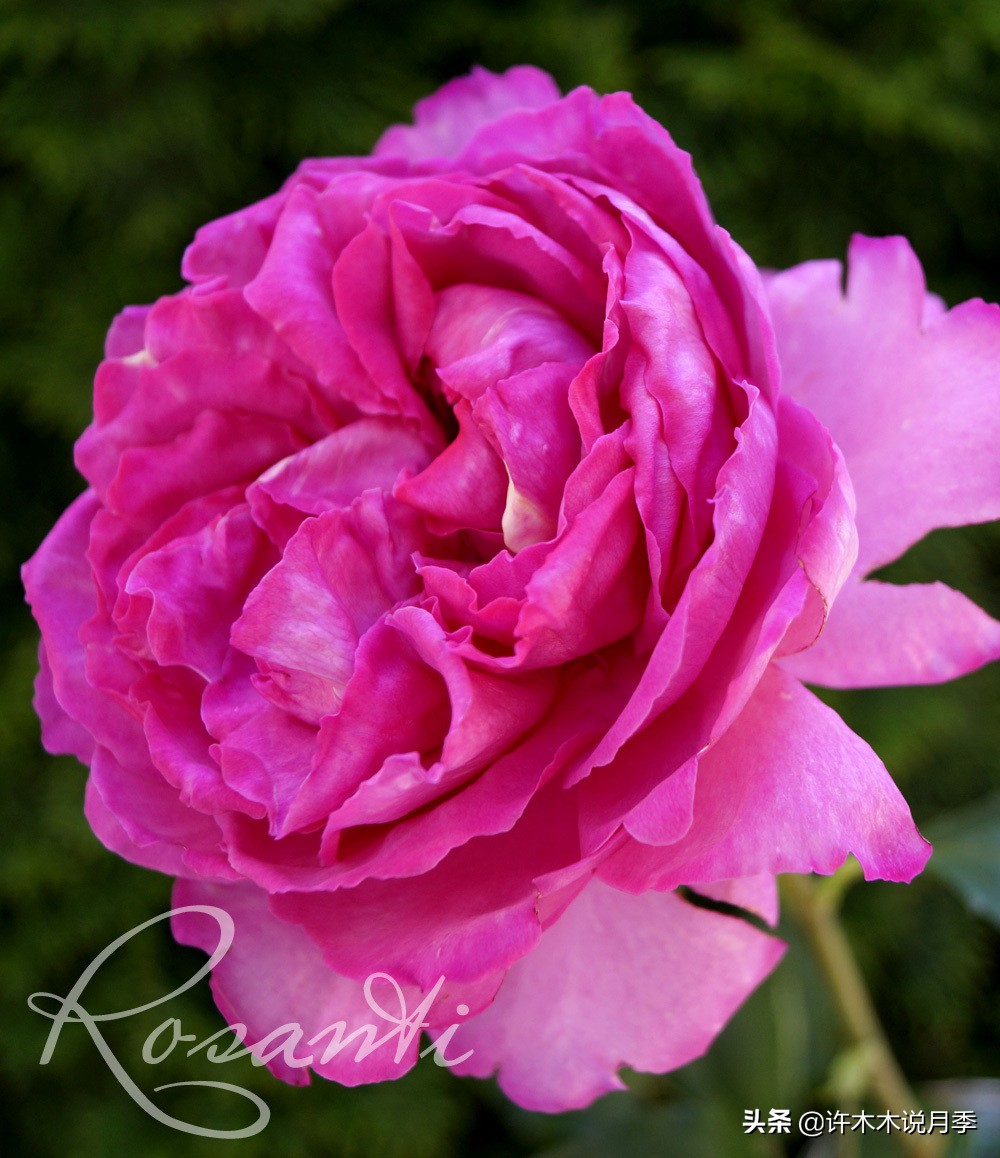 20款大花浓香的月季,好看好养四季开花的月季