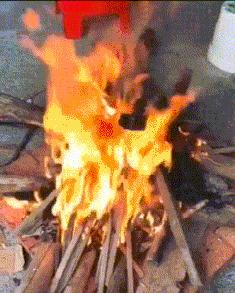 在野外发现甘蔗,在山里发现甘蔗