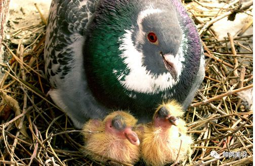 「赛季必备」幼鸽常见疾病的预防与治疗