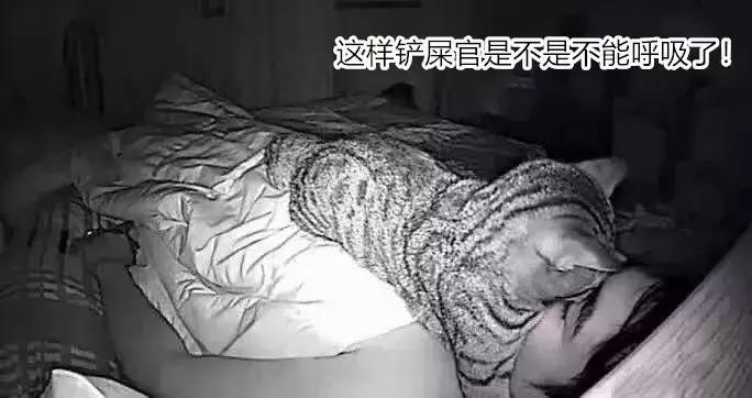 养了三年的猫突然想攻击我,养了两年的猫对我特别防备