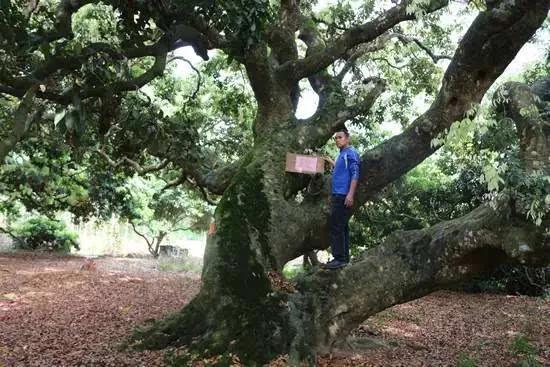 广西有哪些城市以前属于广东的,广西是荔枝之乡吗