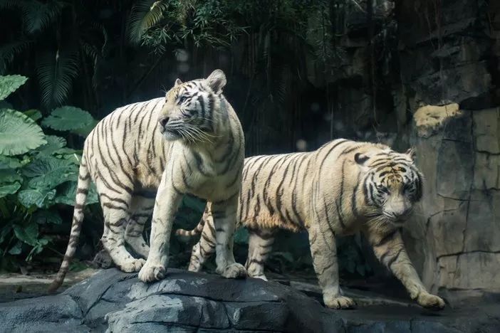 长隆野生动物世界暑假攻略,广州长隆野生动物园亲子一日游攻略