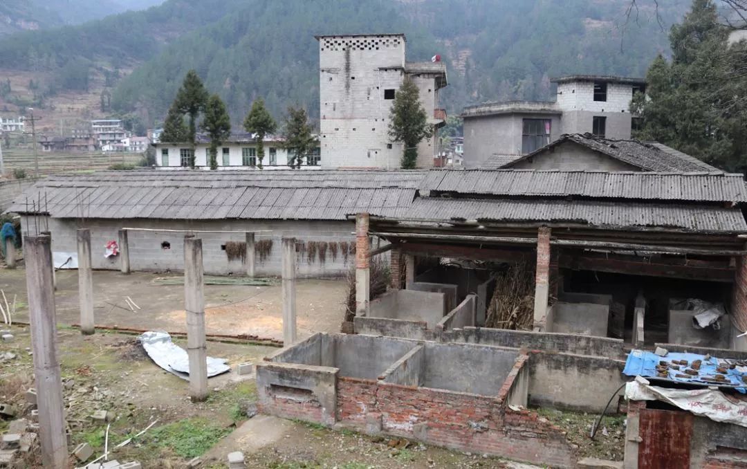 在农场养猪是怎样的体验,体验养猪的生活