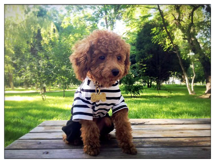 当你的宠物有残疾你会怎么样,宠物生病但是没钱救治怎么办呢