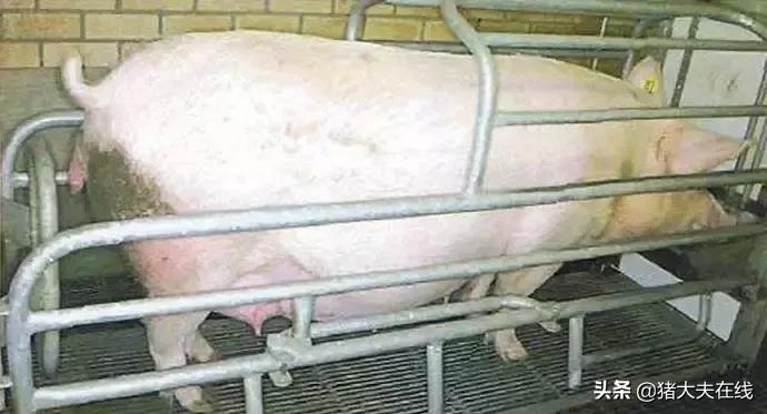 养猪要有技术要懂得猪的病情,养猪技术小奶猪出生要做几次疫苗