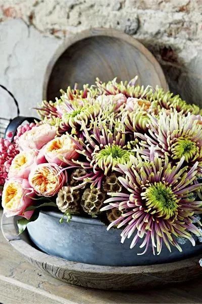 冬季切花菊,银叶菊鲜切花搭配