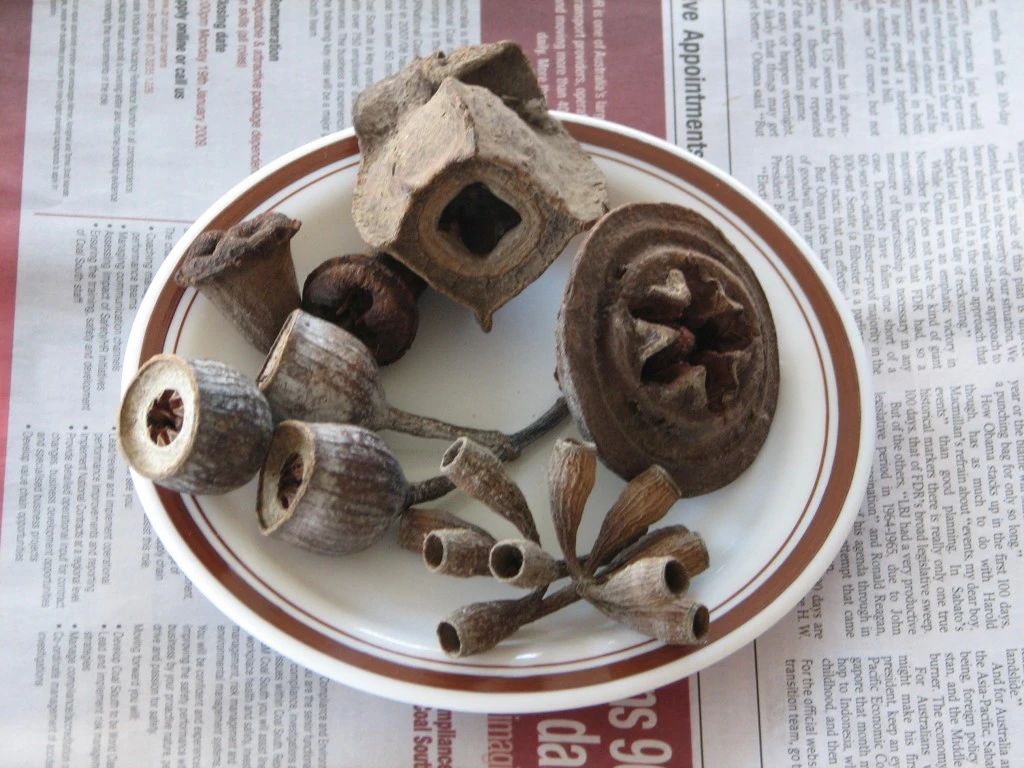 尤加利桉树叶盆栽,尤加利抽水机