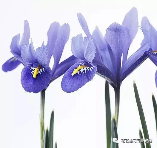 学花艺必备的花语,花艺师要知道的花与花语