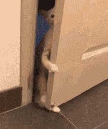 怎样治猫咪乱尿小妙招,解决猫咪乱尿的十个步骤