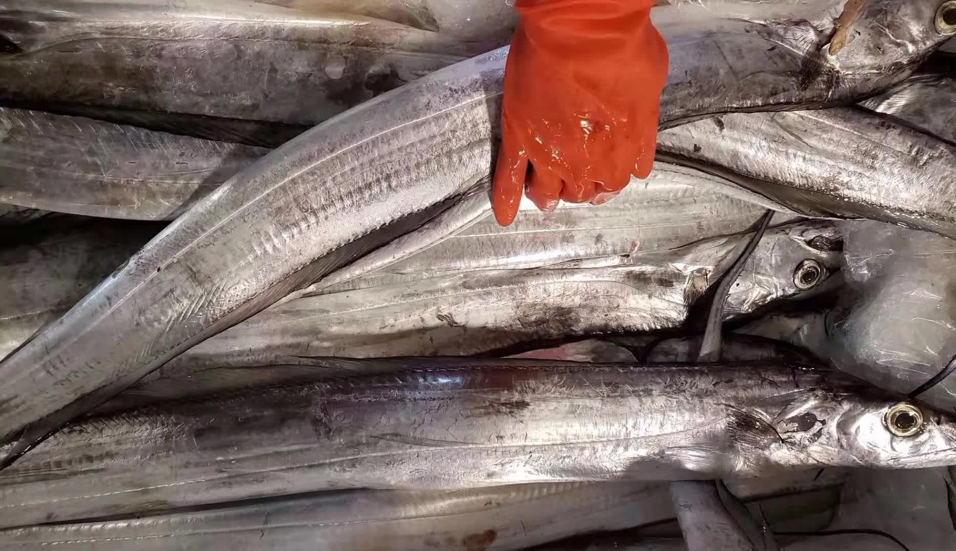 买带鱼要买大条还是小条好吃,带鱼小的好还是大的好吃