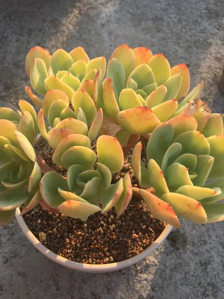 五颜六色的透明多肉,颜色超好看的多肉