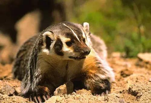 太行犬vs各大猛犬,太行犬vs虎斑犬