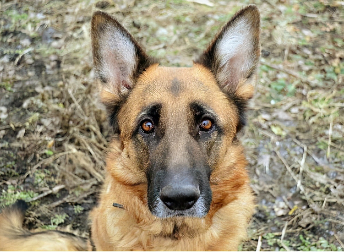 看家“首选”的6种狗狗，小偷看到了，都掉头走