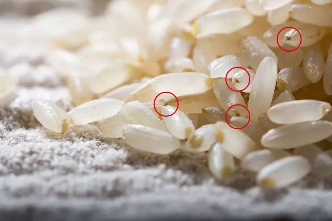 哪款电饭煲煮出来的米饭最好吃,日本哪种电饭煲煮的饭很香