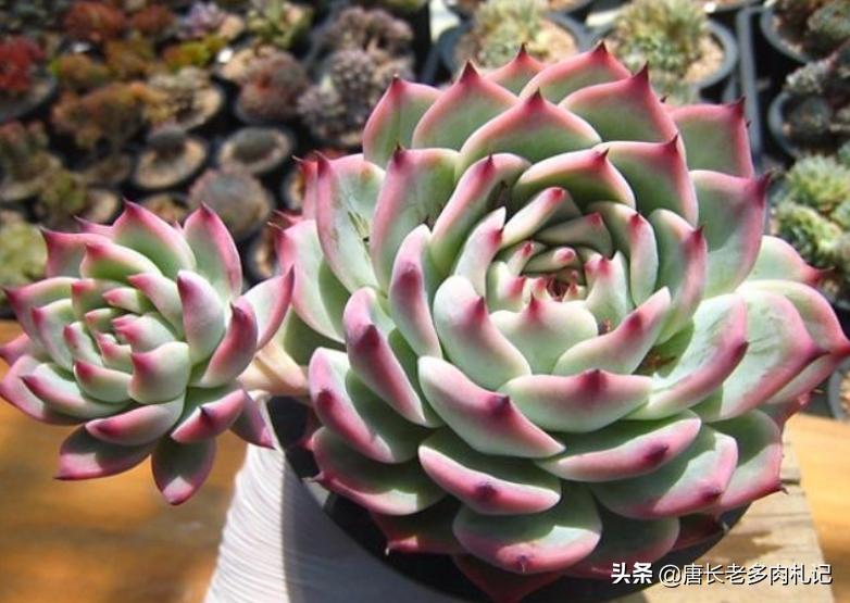 多肉卡罗拉,多肉卡罗拉是什么品种